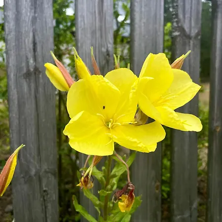 Ferienhaus Lesne Siedlisko *