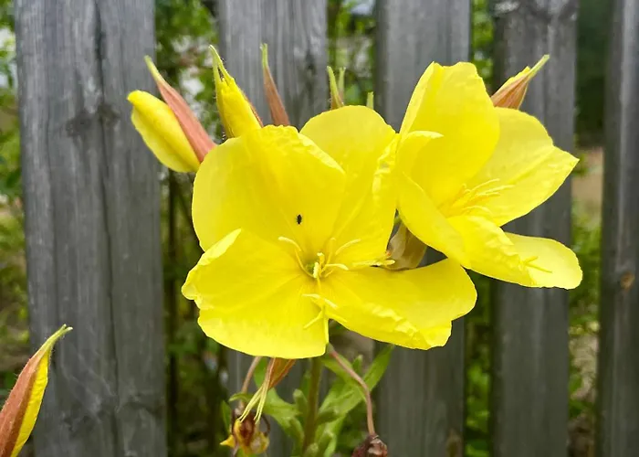 別荘 Lesne Siedlisko *